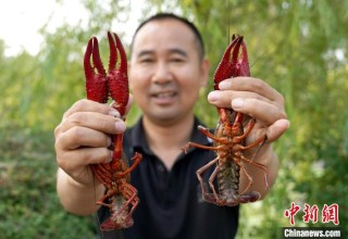 （乡村行·看振兴）“鲜”到盐碱地 吉林西部“虾兵蟹将”有大作为