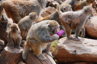 暑运期间高铁列车长的工作日常