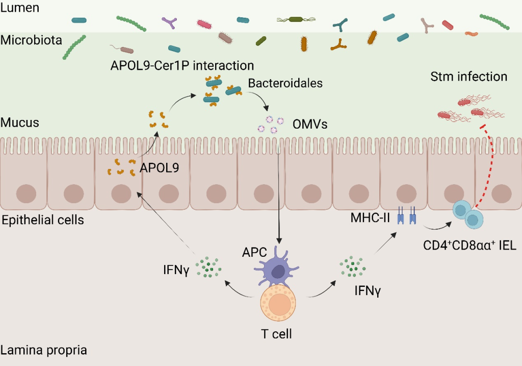 十年磨一剑！上海科学家首次揭示宿主识别肠道菌群调控免疫新机制  第1张