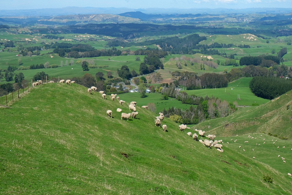 南十字星照亮天地 第7张 南十字星照亮天地 第7张