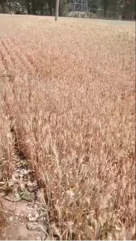 河南干旱部分农户提前割麦	，农业部门：将救灾资金用于灌溉打井  第1张