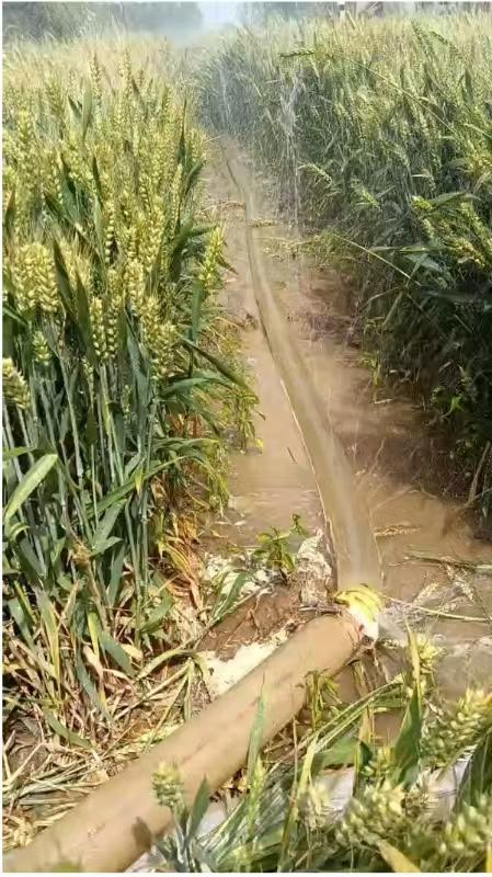 河南干旱部分农户提前割麦，农业部门：将救灾资金用于灌溉打井  第2张