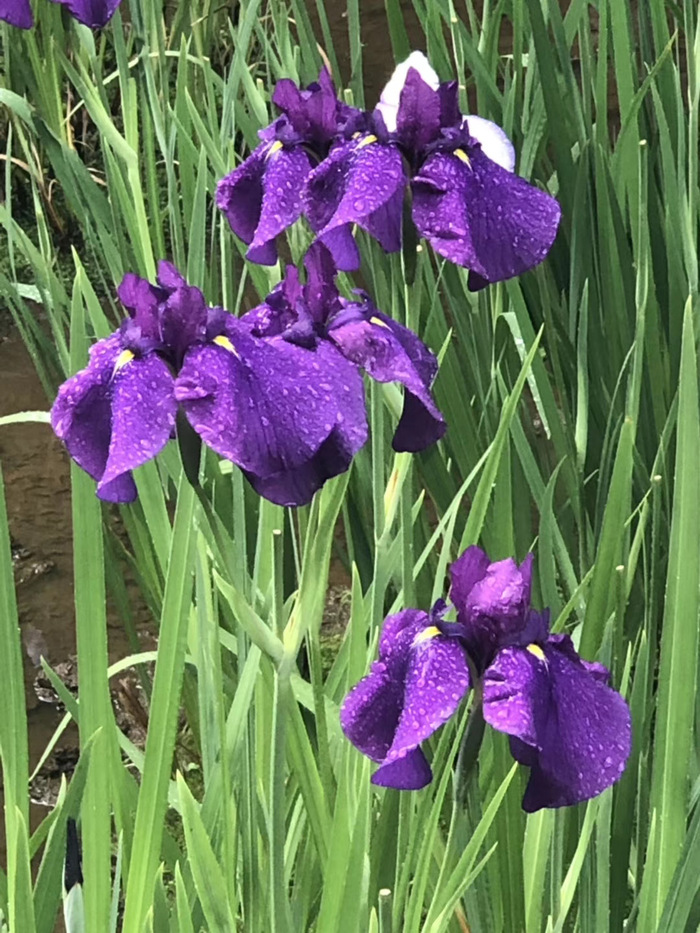 花开之处，便是故地  第5张